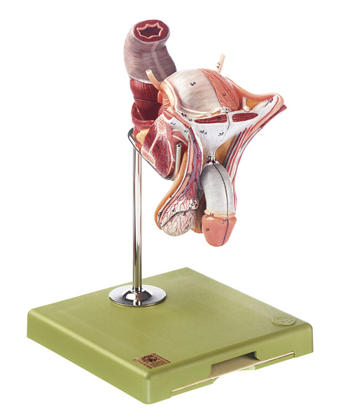 Modèle : organes génitaux masculins