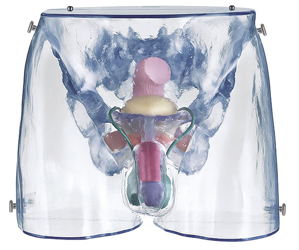 Modèle : Organes sexuels masculins