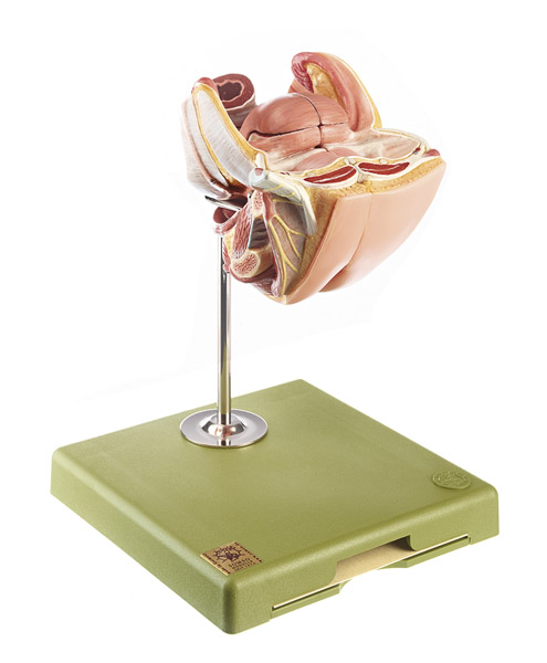 Modèle : Organes génitaux féminins