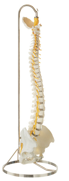 Modèle : colonne vertebrale avec bassin
