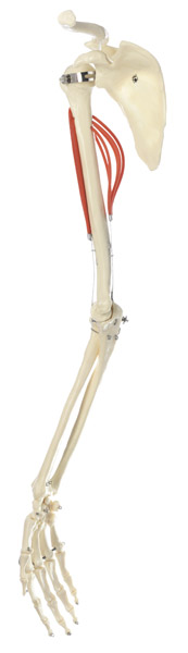 Modèle : fonction des muscles du bras