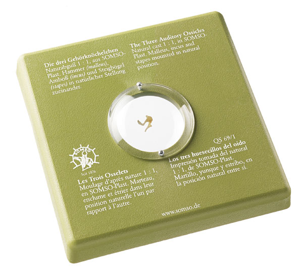 Modèle : les trois osselets de l'oreille