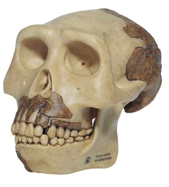 Modèle : reconstruction d'un crâne d'Homo erectus