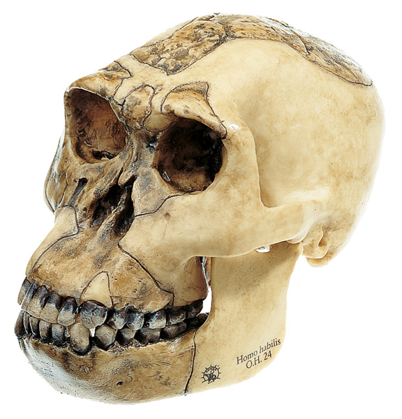 Modèle : reconstruction d'un crâne d'Homo habilis (O.H. 24)