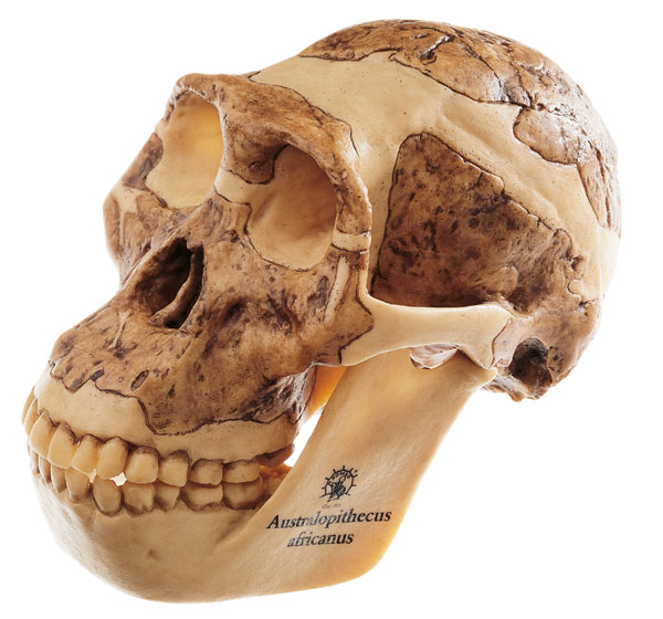 Modèle : reconstruction d'un crâne d'Australopithecus africanus