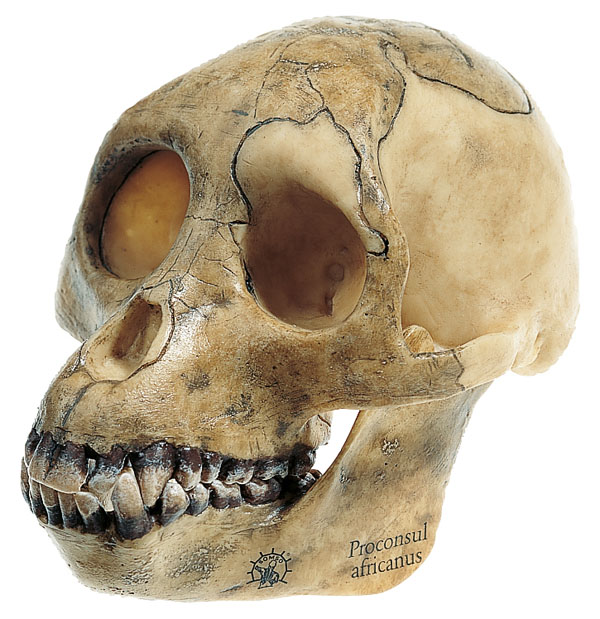 Modèle : reconstruction d'un crâne de Proconsul africanus