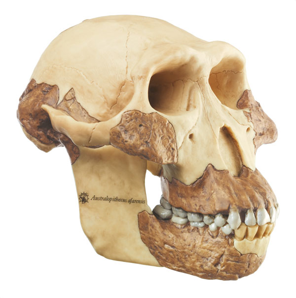 Modèle : reconstruction d'australopithecus afarensis (australopithèque de l'Afar)