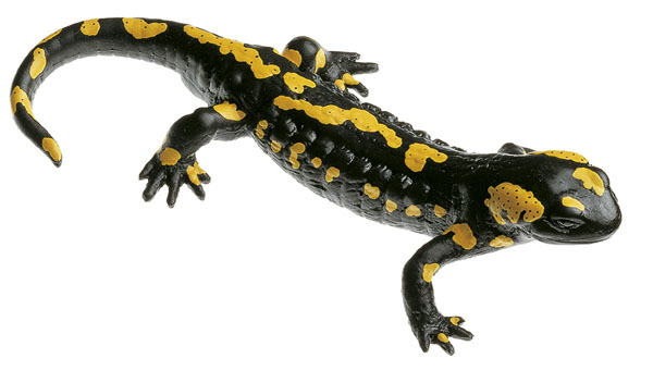 MOD: Gefleckter Feuersalamander