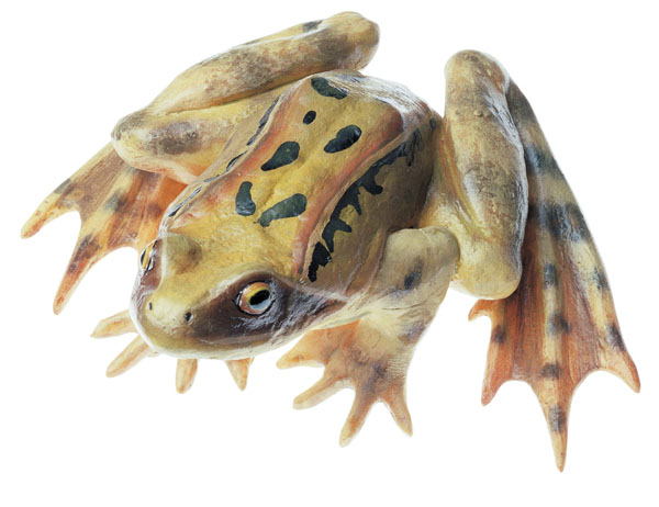 Modèle : grenouille rousse, mâle