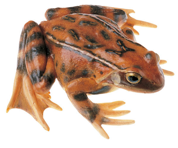 Modèle : grenouille rousse, femelle