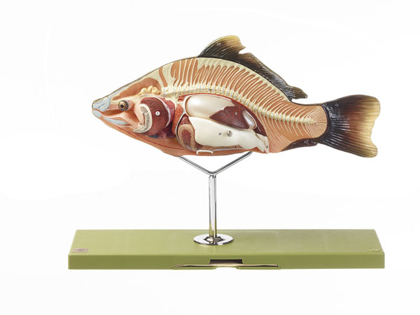 Modèle : anatomie du poisson