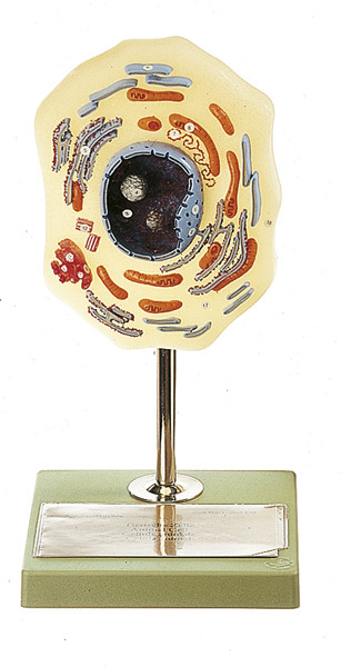 Modèle : cellule animale