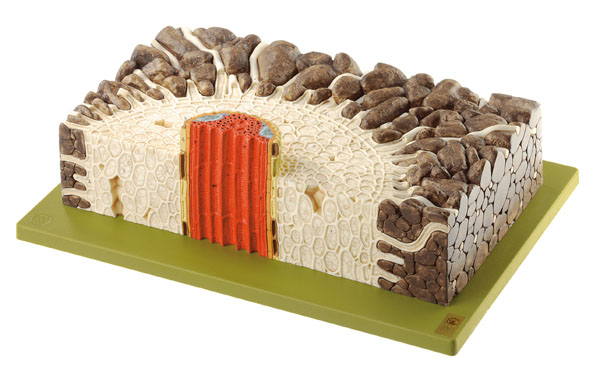 Modèle : jeune racine de la renoncule âcre